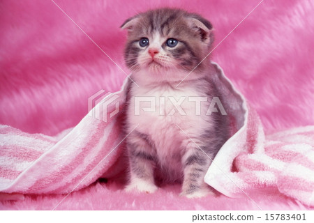 Cute kittens Cute kittens 15783401