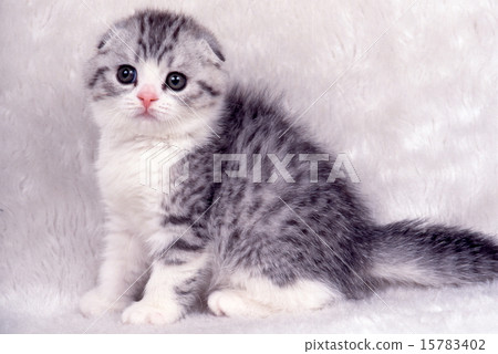 Cute kittens Cute kittens 15783402