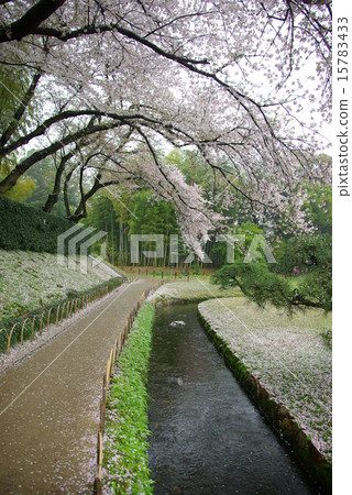 Okayama Korakuen in the spring rain Okayama Korakuen in the spring rain 15783433