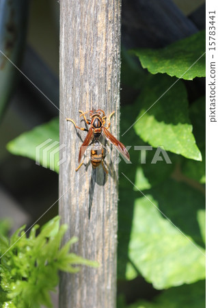 Seguro Asinagabachi 02 15783441