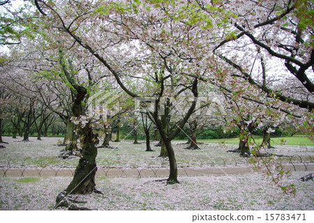 Okayama Korakuen in the spring rain 15783471