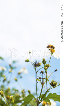 Big flower salty grass, Bidens, sky, cloud, bee Big flower salty grass, Bidens, sky, cloud, bee 15783733