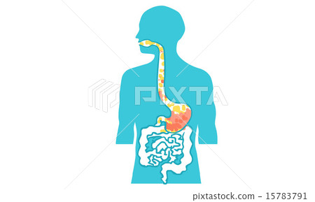 inside body human vector 15783791