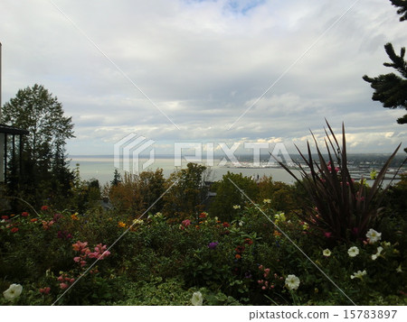 Sea to see through flowers Sea to see through flowers 15783897