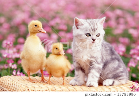 Cute kittens 15783990