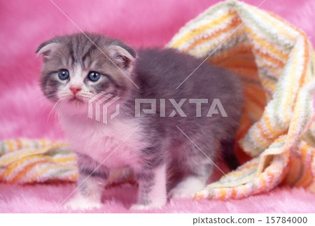 可愛的小貓 15784000