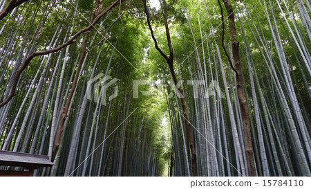  竹林 15784110