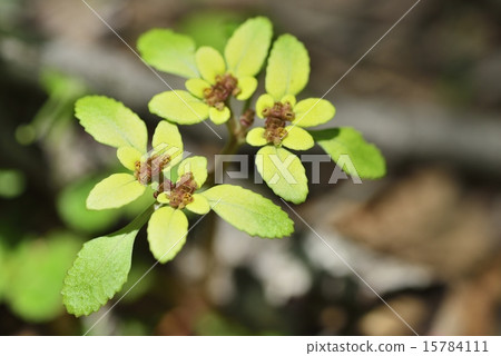 Affiliation Affiliation 15784111