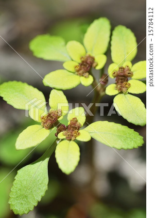 Affiliation Affiliation 15784112