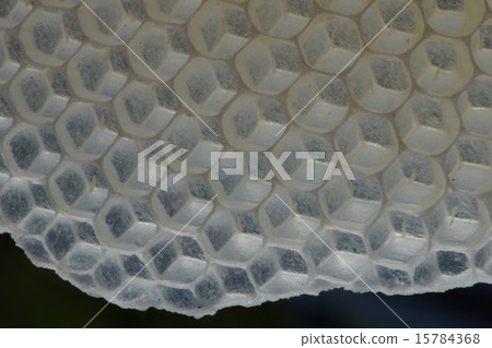 Nest of Japanese bees Nest of Japanese bees 15784368