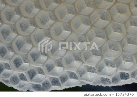 Nest of Japanese bees 15784370