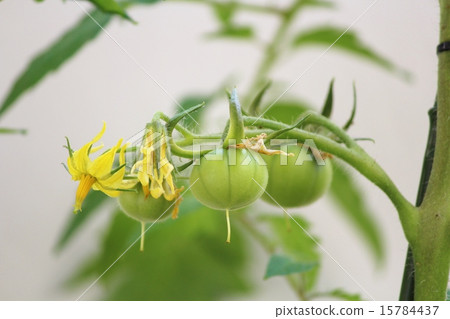 Tomato Tomato 15784437