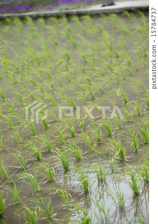 Rice planting 15784737