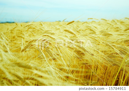 啤酒小麥 啤酒小麥 15784911