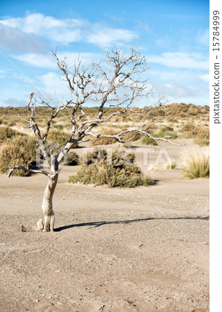 desert sand dunes on windy day 15784999