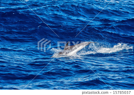 Dolphins while jumping in the deep blue sea Dolphins while jumping in the deep blue sea 15785037