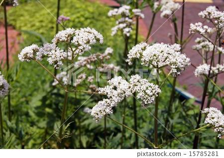Valerian 15785281