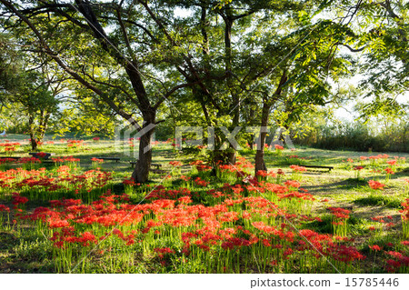 Keihin Gardens的群集孤挺花 15785446