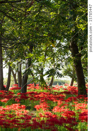 Keihin Gardens的群集孤挺花 15785447