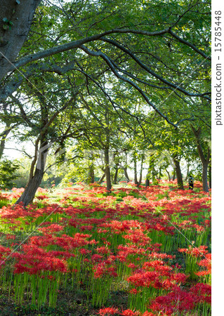 Keihin Gardens的群集孤挺花 Keihin Gardens的群集孤挺花 15785448