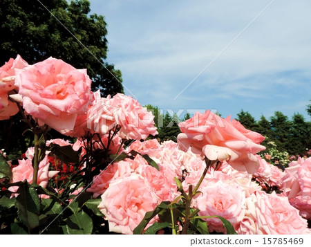 一朵燦爛的玫瑰花 15785469