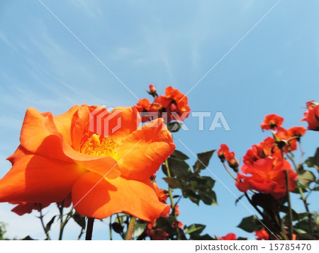 一朵燦爛的玫瑰花 15785470