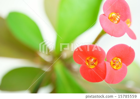 可愛的hanakilin花 15785559