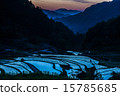 水稻梯田 15785685