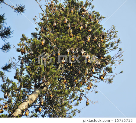 Birds with nest on tree Birds with nest on tree 15785735