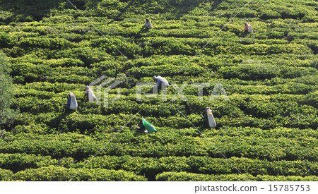 Woman working in tea plantation 15785753