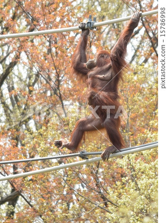 Orangutan mother and child's sky walk 15786998