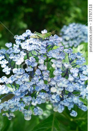 Otahuku繡球花繡球花 15787318