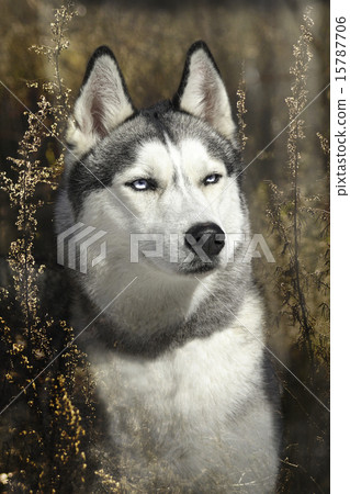 Siberian Husky in the grass in the fall  15787706