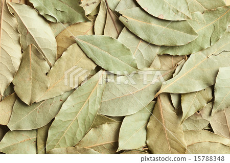 dry bay leaves background 15788348