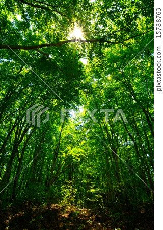 Brightness of the forest (4) Brightness of the forest (4) 15788763