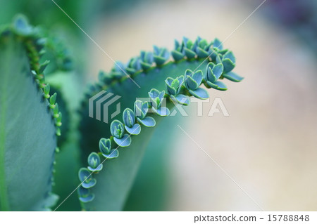 Hakarame (kokoji) 15788848