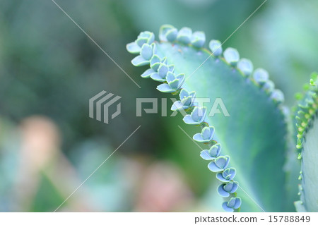 Hakarame (kokoji) 15788849