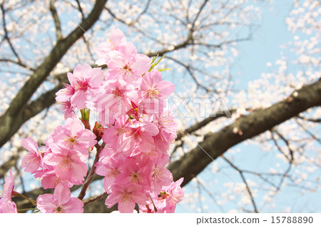 Rosaceae Sakura genus Yokohama Scarlet cherry tree Rosaceae Sakura genus Yokohama Scarlet cherry tree 15788890