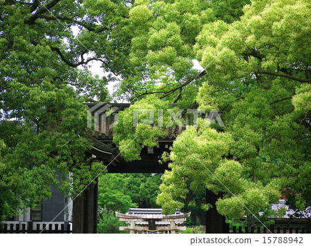 新綠色京都庭院 15788942