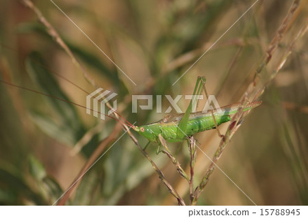 Usui Sasakiri Usui Sasakiri 15788945