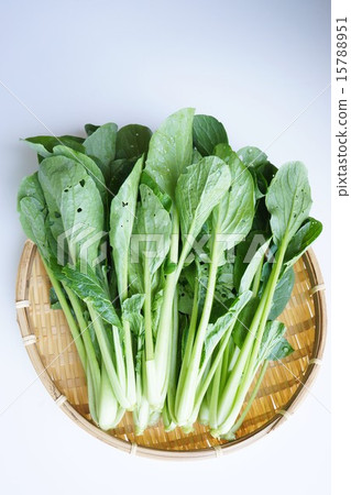 Komatsuna沒有農藥種植 15788951