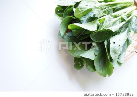 Komatsuna沒有農藥種植 15788952