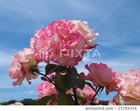 Pink rose in blue sky 15789354