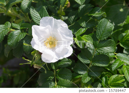 花白花 花白花 15789447