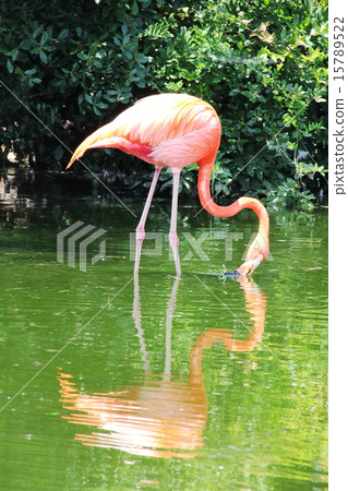 Flamingo  15789522