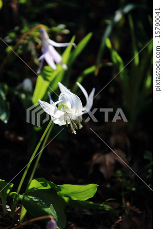 Temporary flowers Temporary flowers 15790041