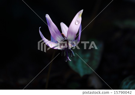 Temporary flowers Temporary flowers 15790042