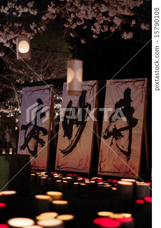 Honjyoji cherry lantern 15790108