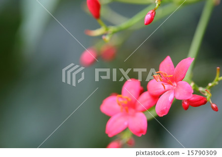 Jatropha · Hastata (Sato Hikono) 15790309