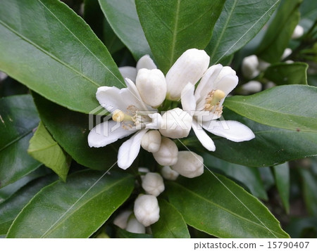 Mandarin orange flowers Mandarin orange flowers 15790407
